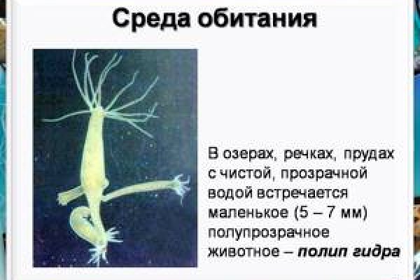 Kraken 13at сайт