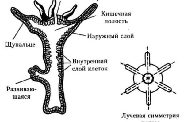 Кракен сайт покупок